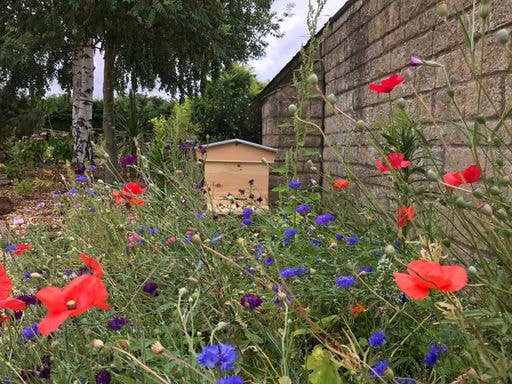 Bees & Co – wholesale Honey – British Pollen in British Honey5