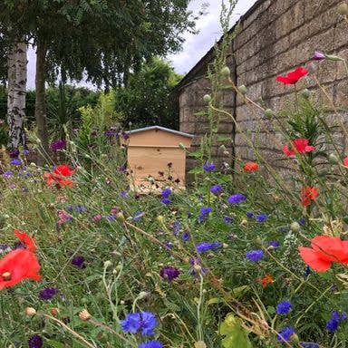 Bees & Co – wholesale Honey – British Pollen in British Honey5