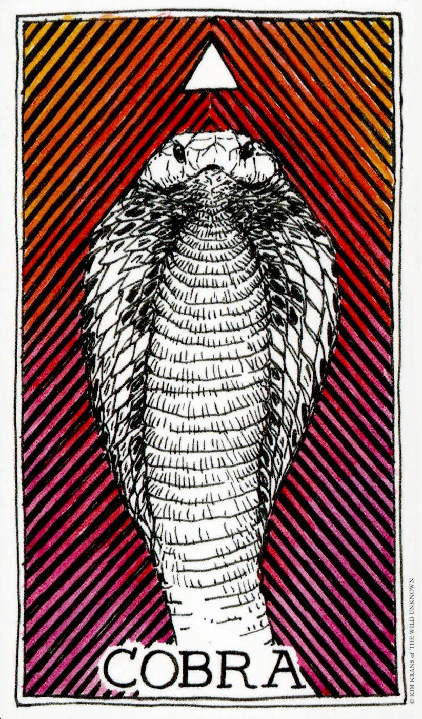 HarperCollins - Wholesale Tarot/Oracle Card - Wild Unknown Animal Spirit Deck and Guidebook3