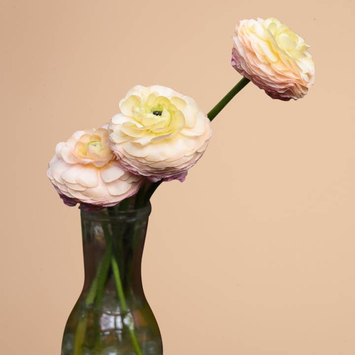 Ranunculus Elegance Pastello Corms for wholesale by Plantgem