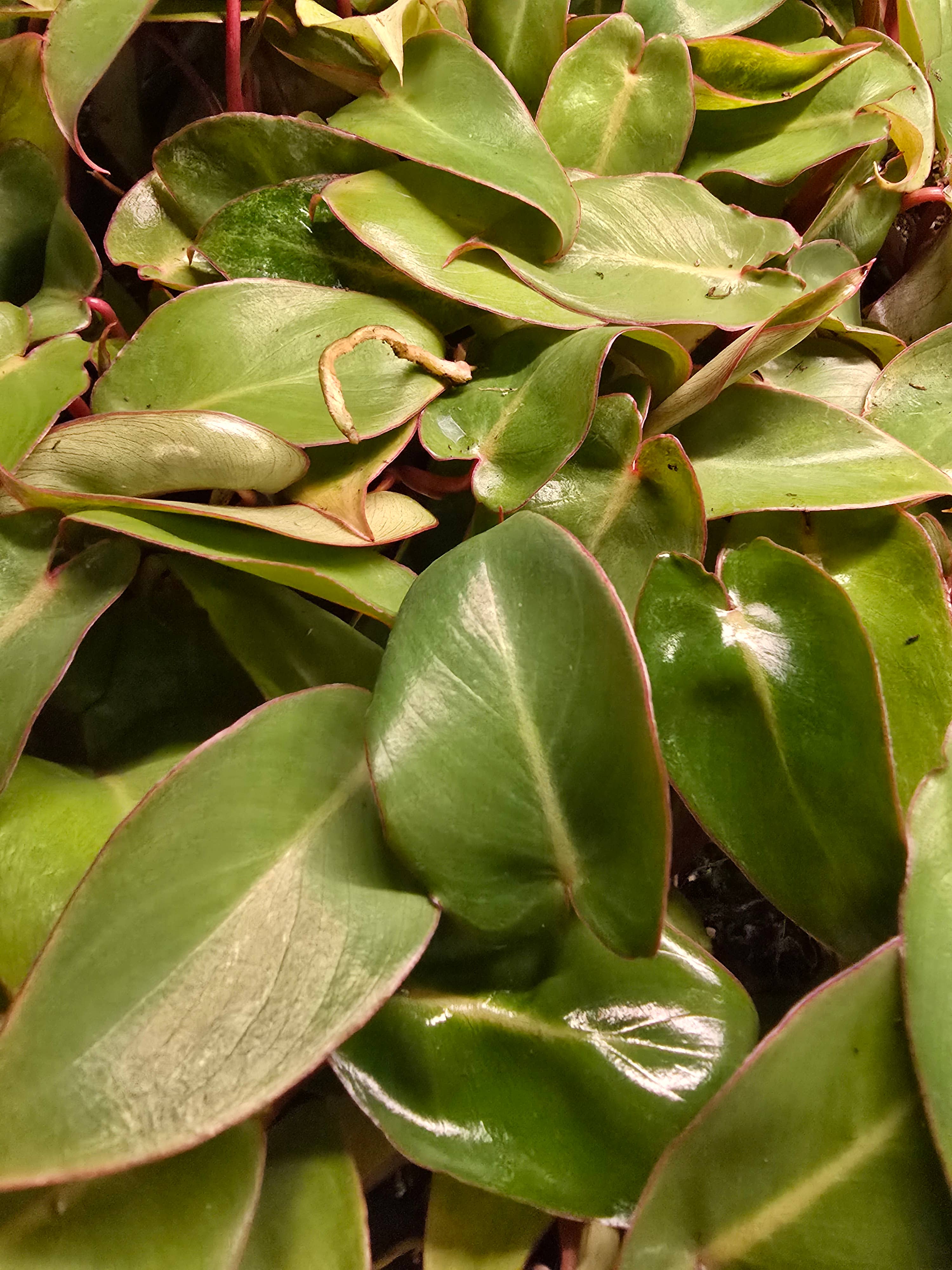 Dick's Sticks and Exotics - Wholesale Live Plant - Philodendron Only Growers Choice Bundle. 2-3 inch starters2