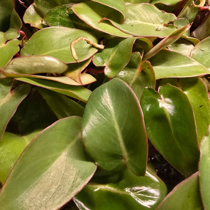 Dick's Sticks and Exotics - Wholesale Live Plant - Philodendron Only Growers Choice Bundle. 2-3 inch starters2