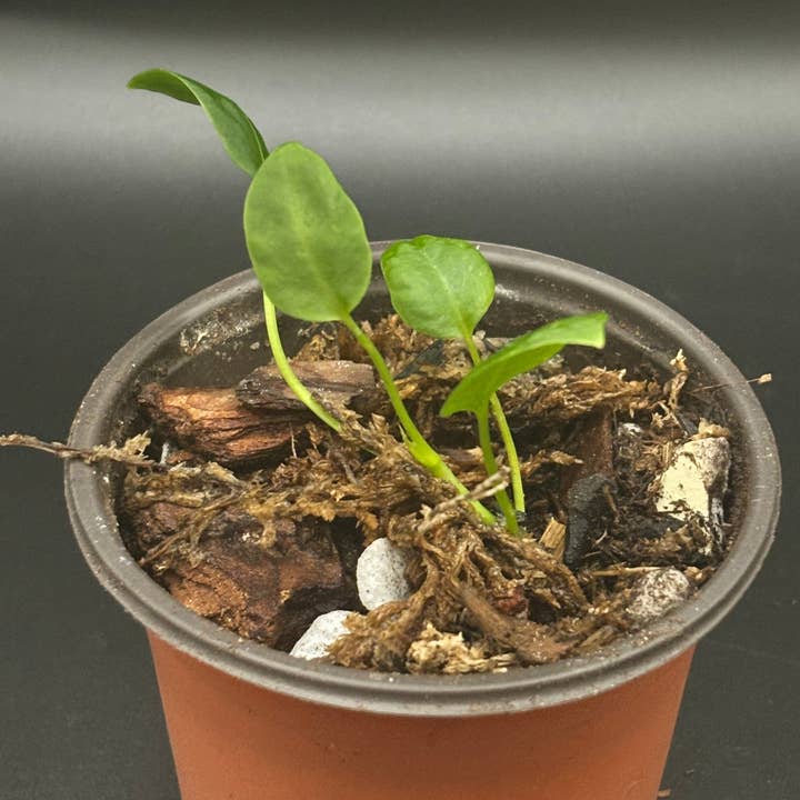 Curio Plants - Wholesale Live Plant - Anthurium Waroqueanum
