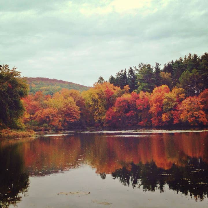 Falling Leaves for wholesale by Nikita Fine Art Photography