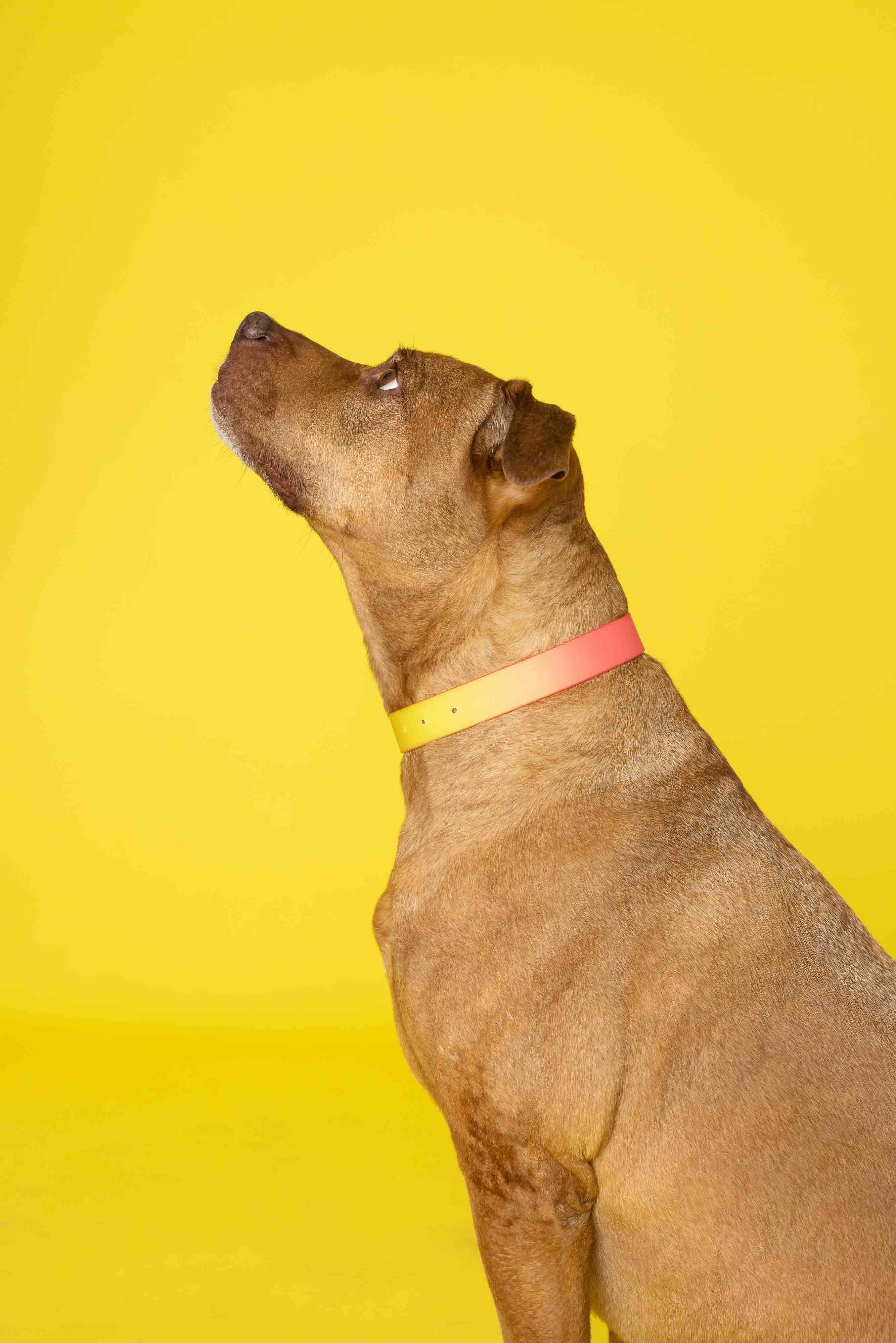 Pink Papyrus | Premium, Durable, & Stylish Dog Products – coleira - Cão por atacado – Coleira para Cão à Prova de Água e Fácil de Limpar Katelin All Weather2