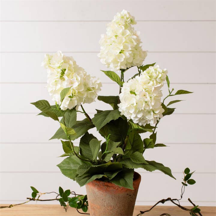 Hortensia blanca en maceta (Paquete/02) para venta al por mayor de Audrey's Home & Gift