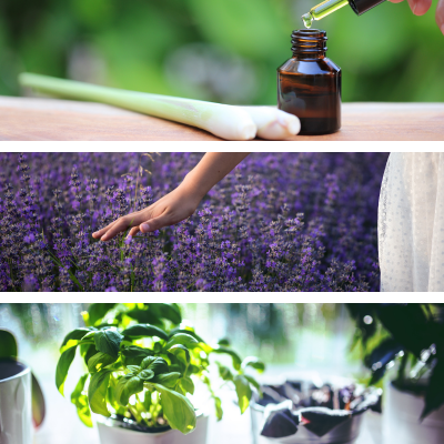 Temple of Life Oils & Perfumes - Wholesale Aromatherapy Mist - Aroma Mist | Harmony | Lavender + Lemongrass | Relaxing2