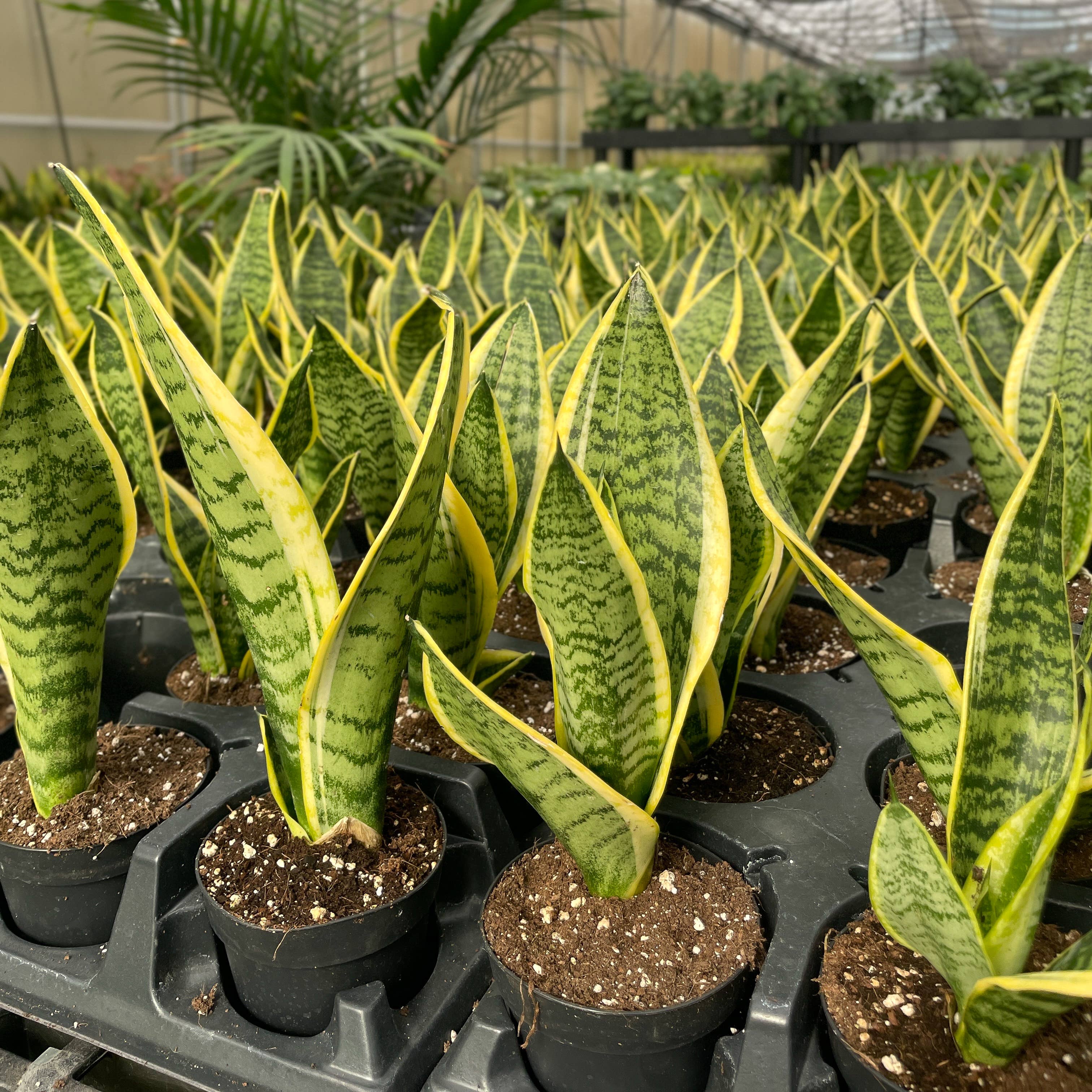 Thorsen's Greenhouse - Wholesale Live Plant - Snake 'Laurentii', Variegated Snake Plant - Live Plant1