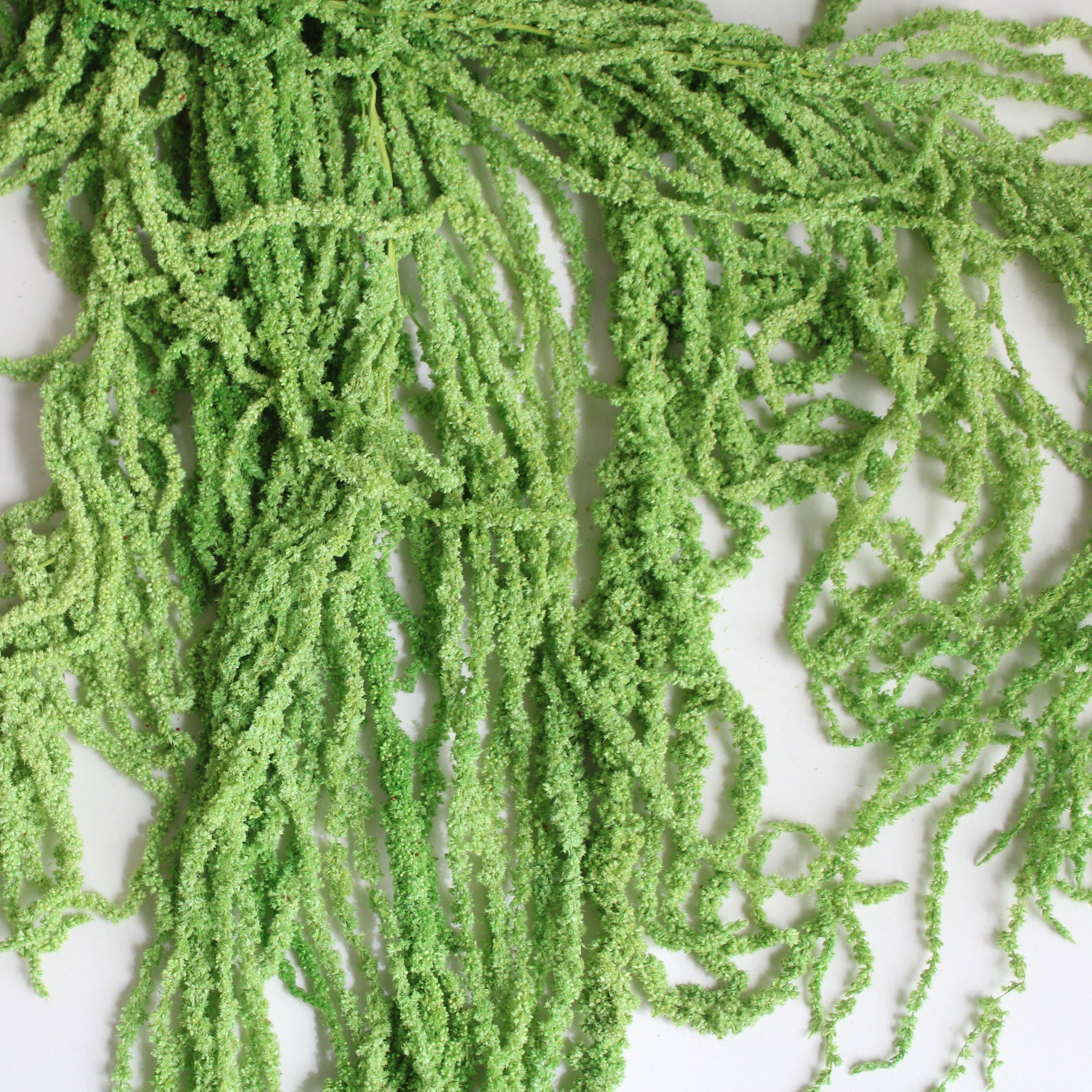 Roxanne's Dried Flowers - Wholesale Dried/Pressed Flowers - Amaranthus (Hanging) - Preserved1