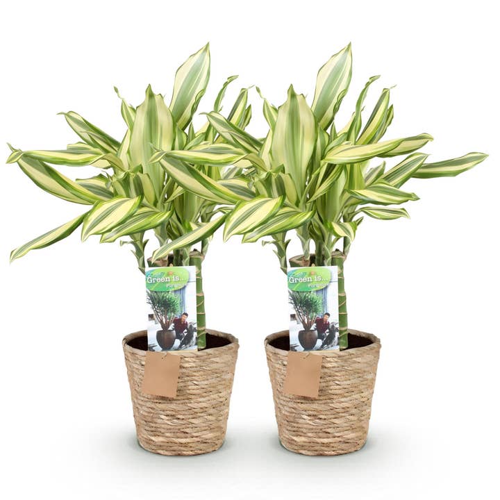 Dracaena fragrans Diamond Dream – Árbol del dragón – 2 plantas – 50–55cm – 17cm – Follaje colorido y fácil de cuidar – Planta de interior incl. cesta para espacios habitacionales modernos y clásicos para venta al por mayor de Oasis of Life
