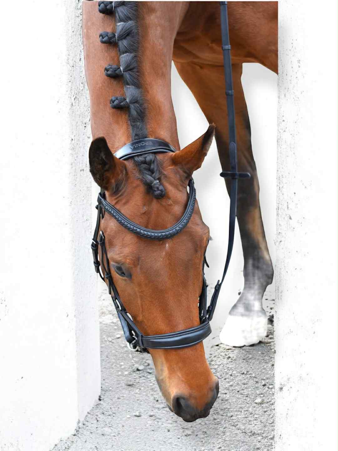 EPONIA EQUESTRIAN LIFESTYLE - Wholesale Horseback Riding Gear - Bridle bitless sidepull - Italian leather1