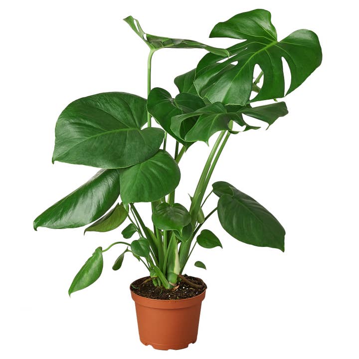 House Plant Wholesale - Wholesale Live Plant - Monstera Deliciosa Live Plant, 6-Inch2