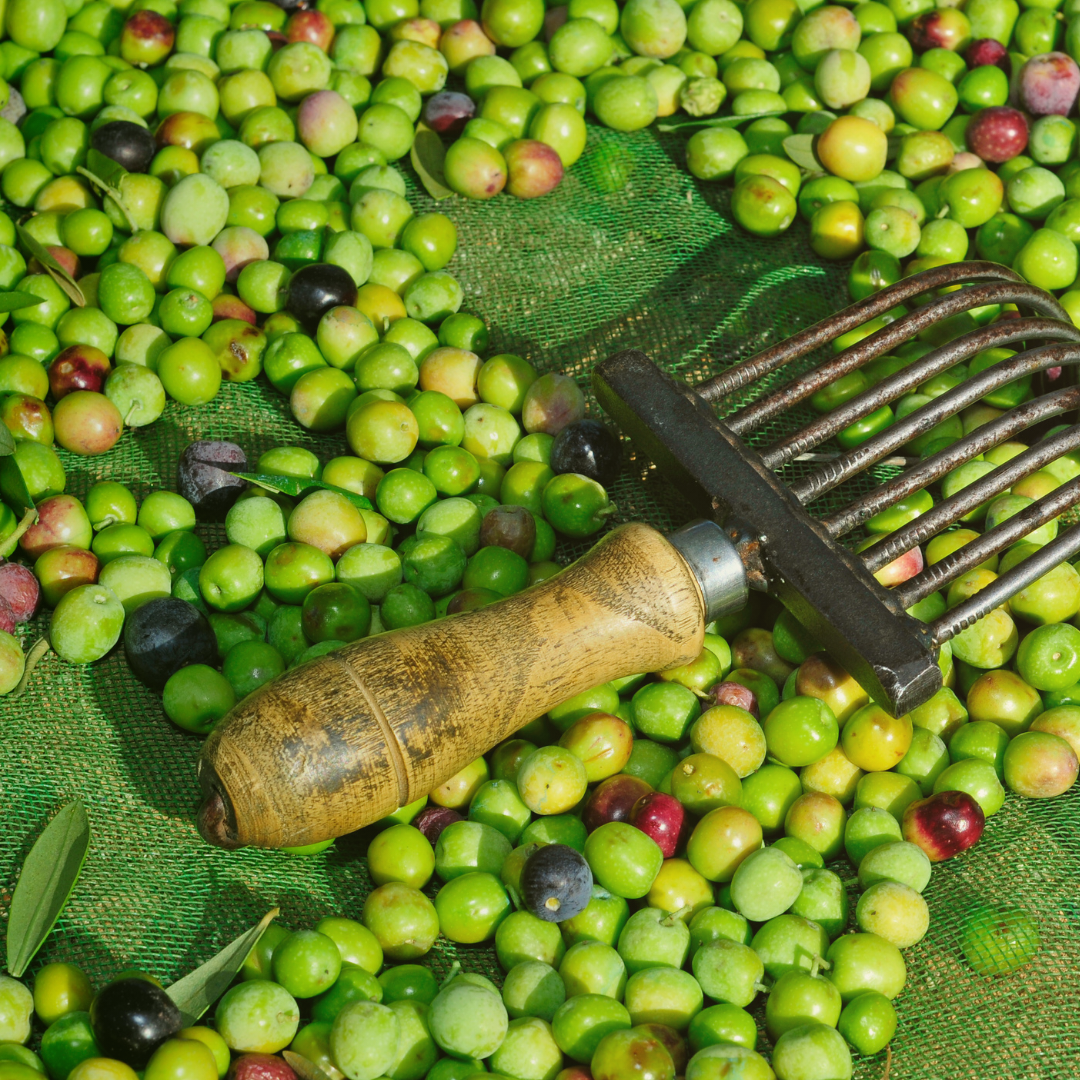 Minos - Vente Huile d'olive - Huile d'olive extra vierge Minos 500ml9