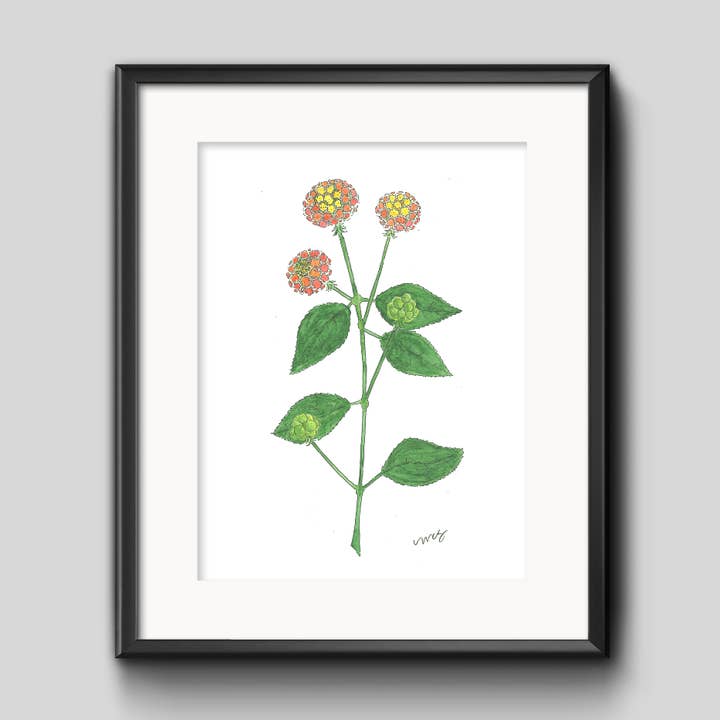 Lantana Botanical Art Print for wholesale by 12th and Blossom