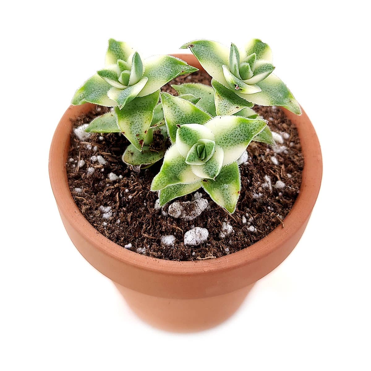 Best Plant Friend - Wholesale Succulent - Variegated String of Buttons - Live Succulent in 2in/4in Pot6