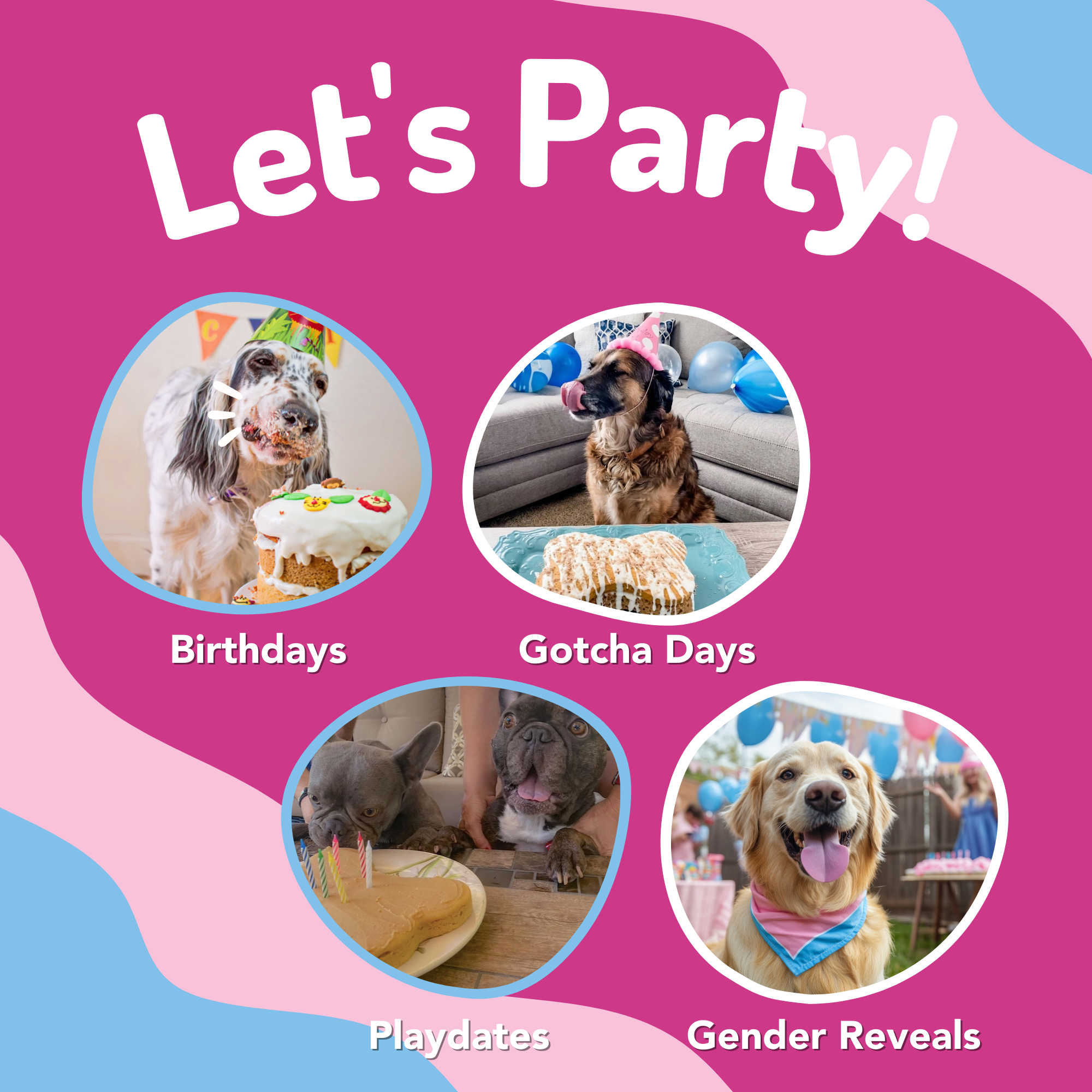 Puppy Cake LLC - Vente Friandises – chien - Puppy Cake - Mélanges à gâteaux d'anniversaire pour chiens avec glaçage20