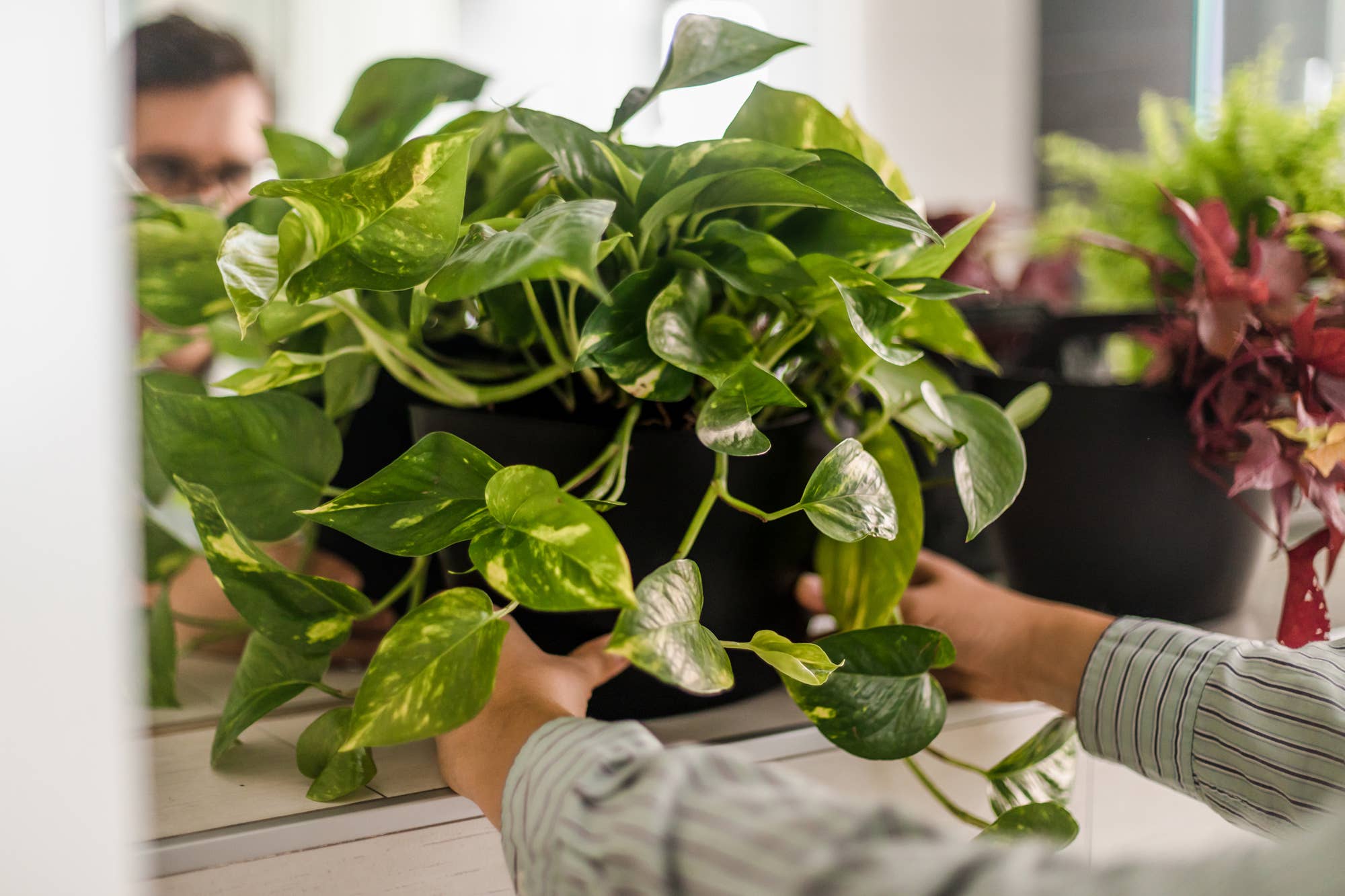 CitySens - Vente Jardinière murale - CitySens jardinières murales - lot de 3 jardinières9