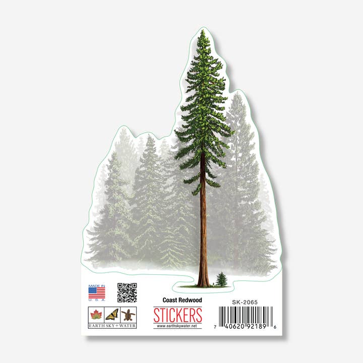 Coastal Redwood Nature Sticker, 3.5" wide for wholesale by Earth Sky + Water