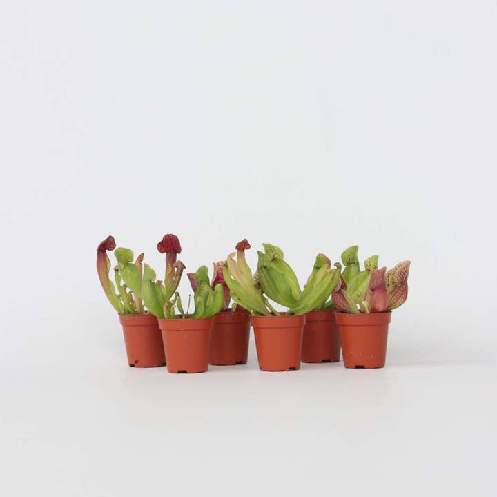 Pitcher Plant Sarracenia Purpurea – 6 Plants – Height 10cm – Ø6cm – Carnivorous Plant with Purple-Red Trap Leaves – Sunny Bog Plant for Windowsill & Terrarium and other Purchase wholesale biological pest control. Free returns & net 60 terms on Faire trending on Faire.