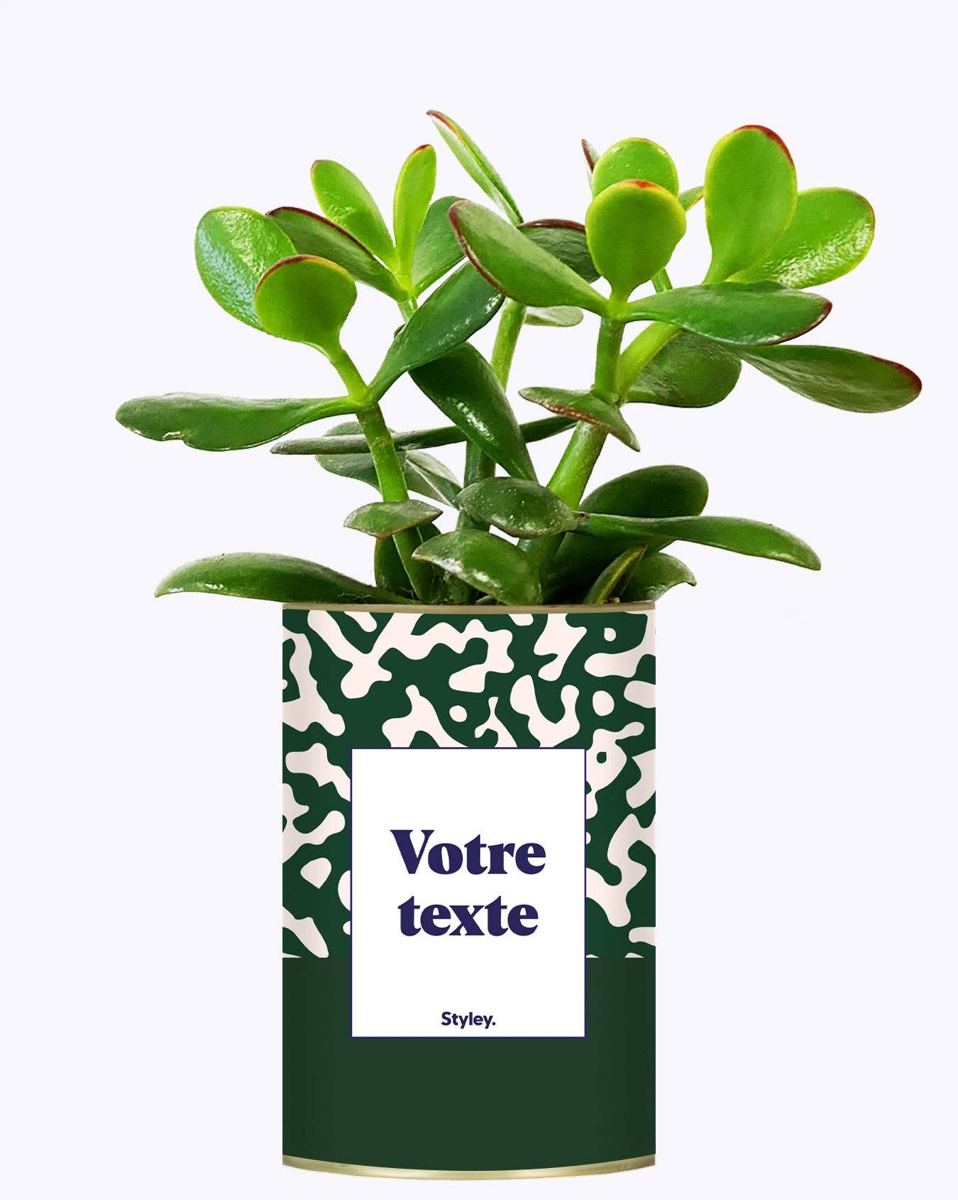 Styley - Wholesale Succulent - Pattern Vert - Plante Personnalisable3