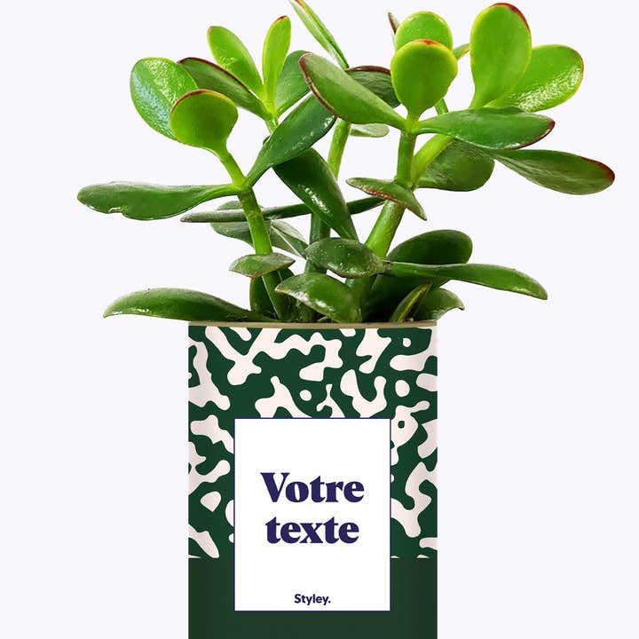 Styley - Wholesale Succulent - Pattern Vert - Plante Personnalisable3