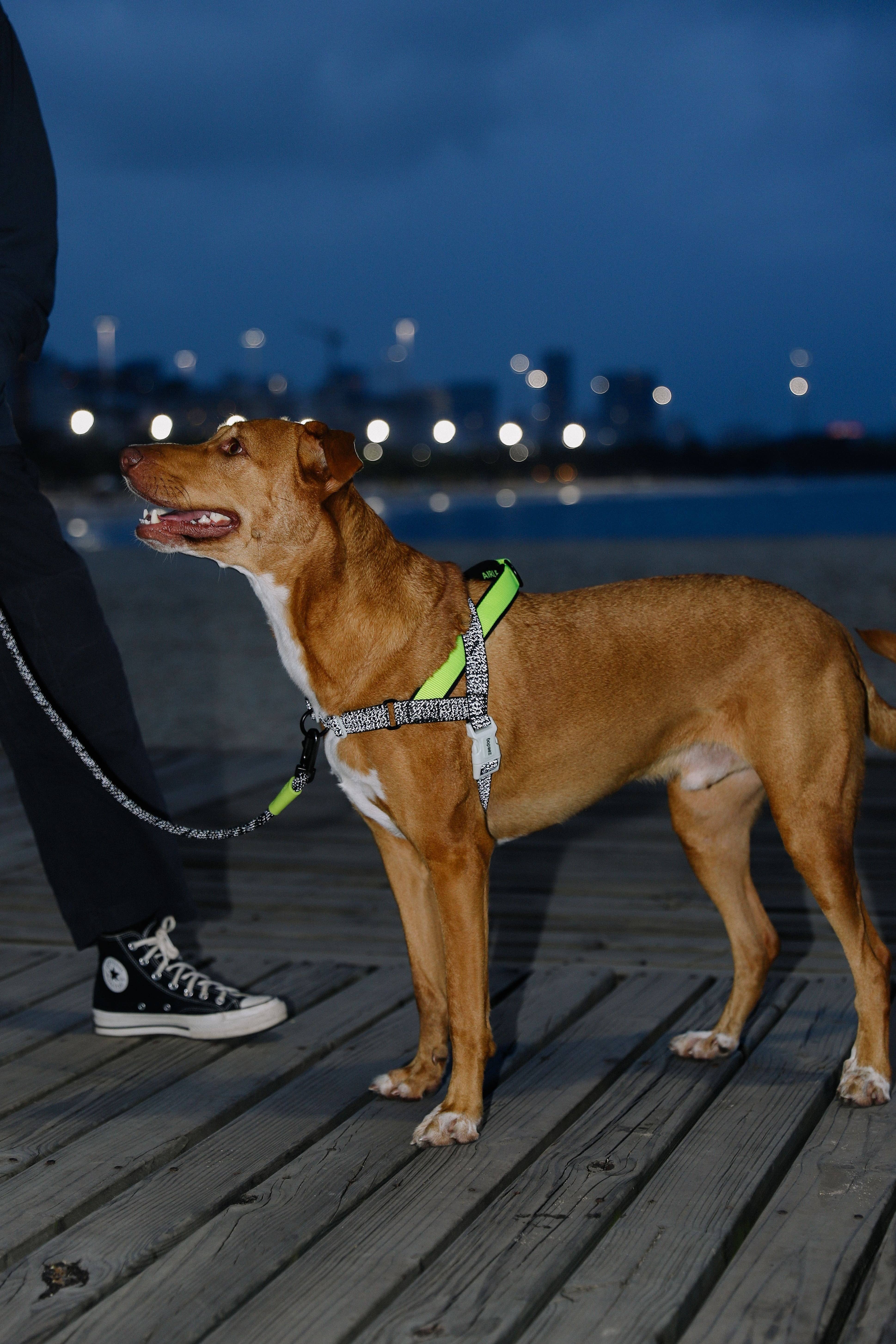 Hundog - Official zee.dog distributor - Vente Laisse – chien - Harnais Norvégien Softer-Walk NOX - avec détails réfléchissants2