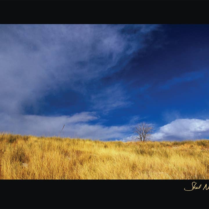 Refúgio e renovação de pastagens no deserto de Sonora por atacado de WildArt Photography Greeting Cards