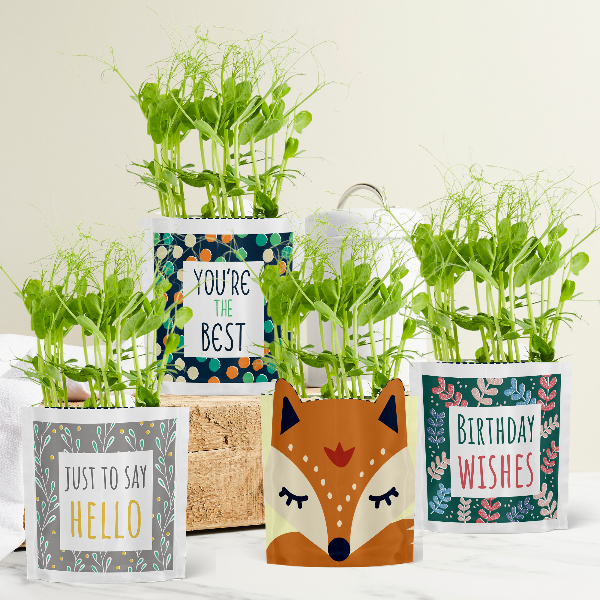 Shroot: Kabloom Seedboms - Vente Présentoir – papeterie et articles fantaisie - Greens and Greetings - Pack de départ pour cartes de vœux Eco Seed2