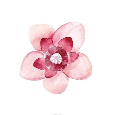 Fiore rosa pastello e fucsia per la vendita all'ingrosso da parte di Sioou