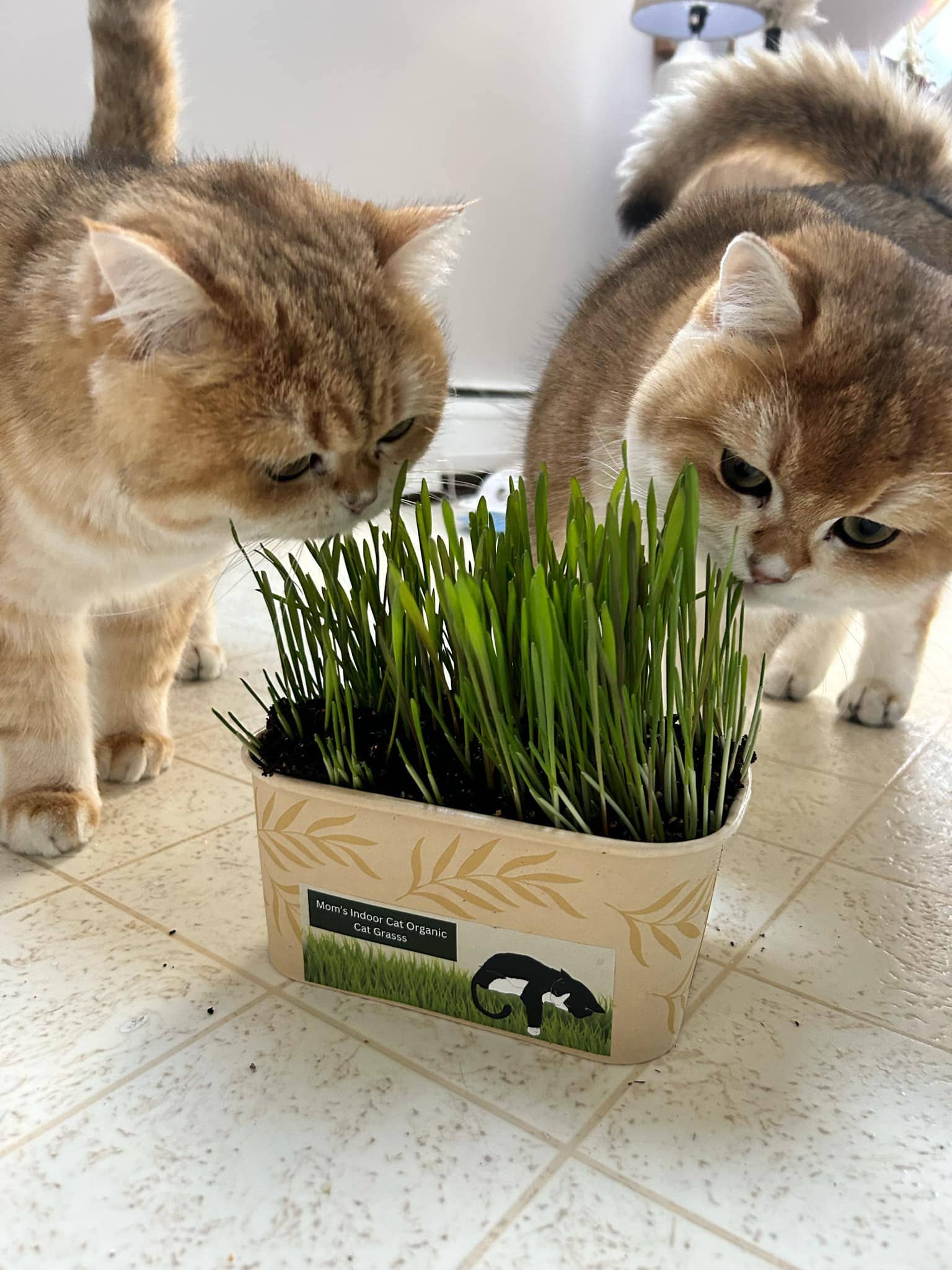 Mom’s Indoor Cat - Wholesale Pet Food - Cat - Cat Grass Deluxe Combo pack3
