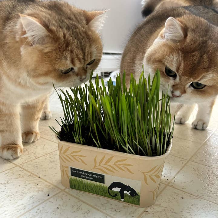 Mom’s Indoor Cat - Wholesale Pet Food - Cat - Cat Grass Deluxe Combo pack3