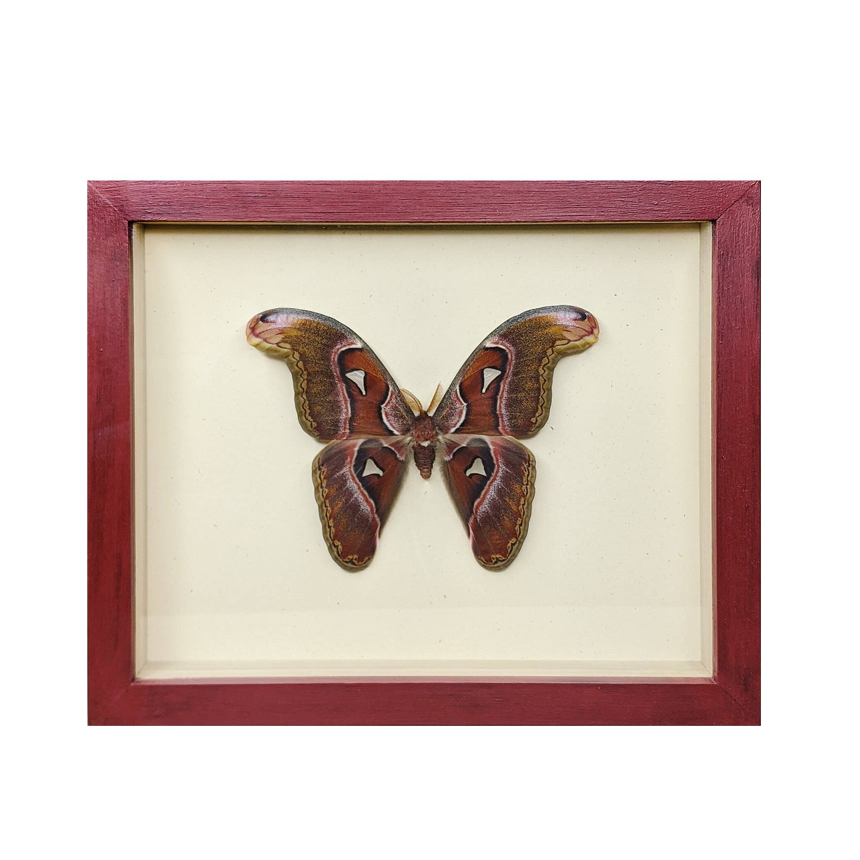Green Beetle Shop - Wholesale Wall Accent - Giant Atlas Moth Shadowbox1