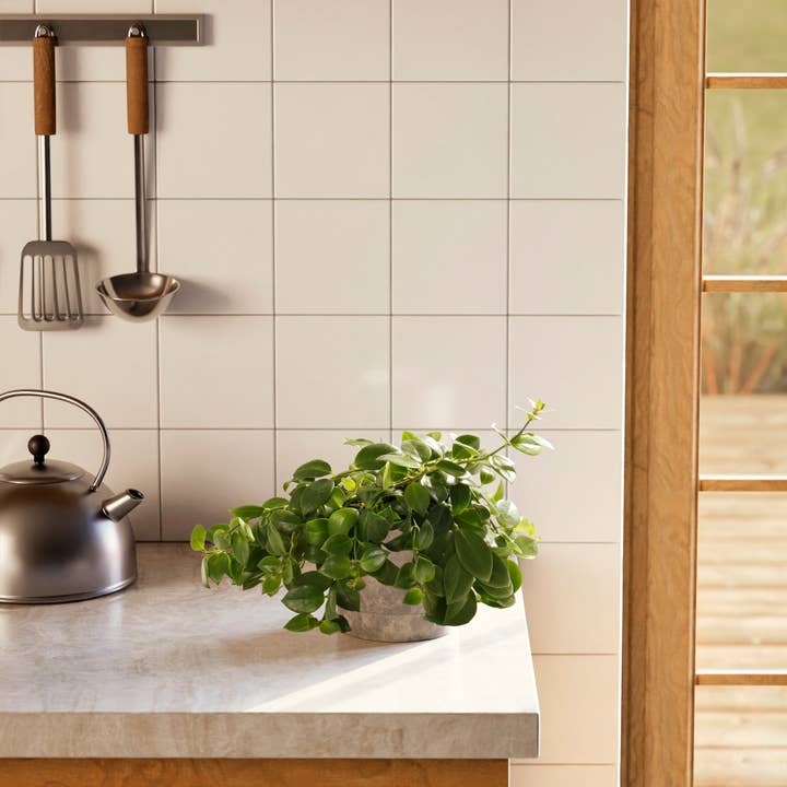 Lively Root - Wholesale Live Plant - Areca Palm Indoor Tree41