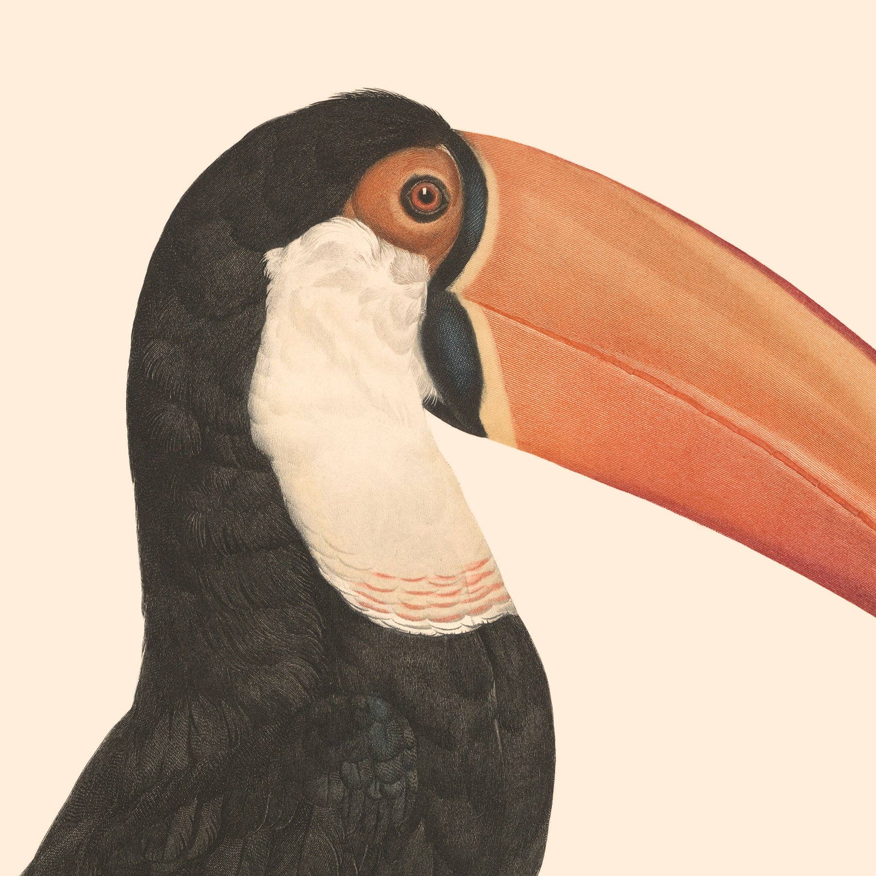 Aster Edition - Wholesale Poster - Poster: Le Toco3