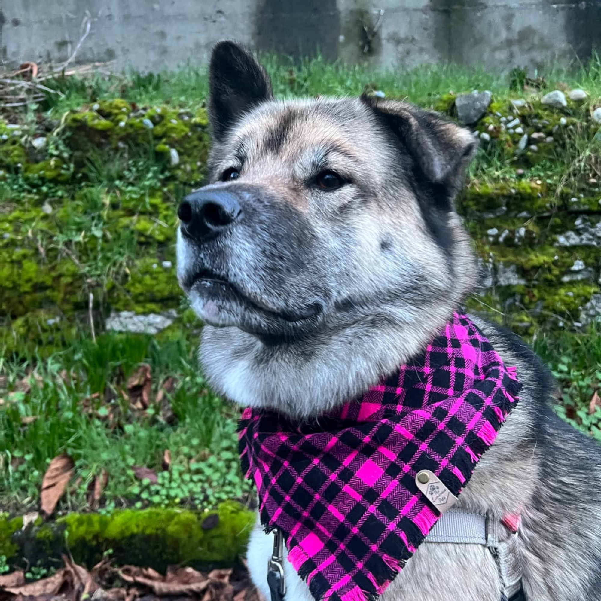 The Luminous Pets - Vendita all'ingrosso Bandana - Cani - Bandana a Quadri Rosa | Bandana per Gatti e Cani | Bottoni a Pressione Regolabili6