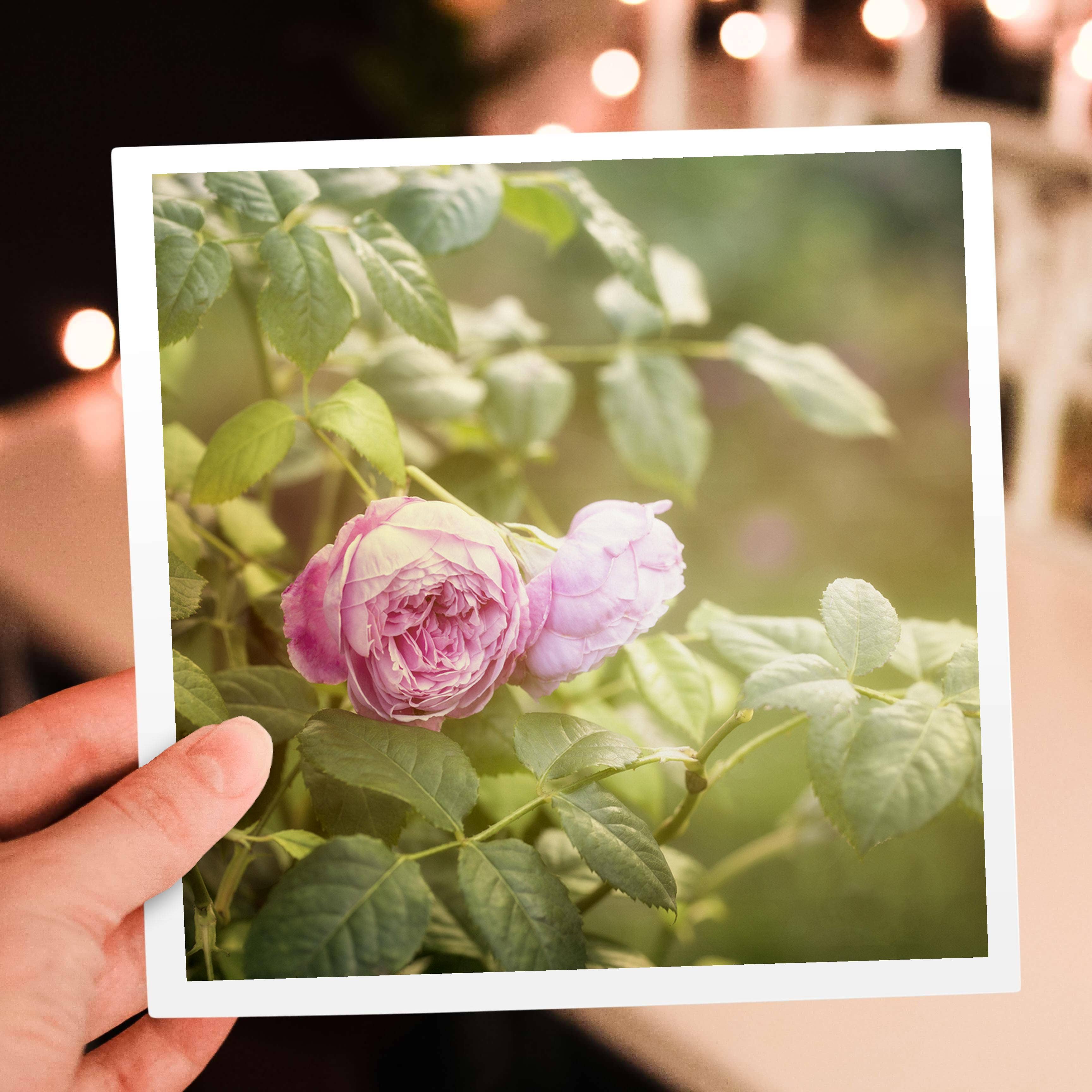 3dRose – wholesale Everyday greeting card – 3dRose, Garden Rose Photo, Greeting Card5