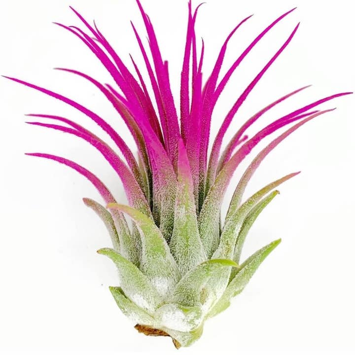 AURA 8 Art Boutique - Wholesale Live Plant - Ionantha Guatemala Tillandsia Air Plant Blue, Live Airplant