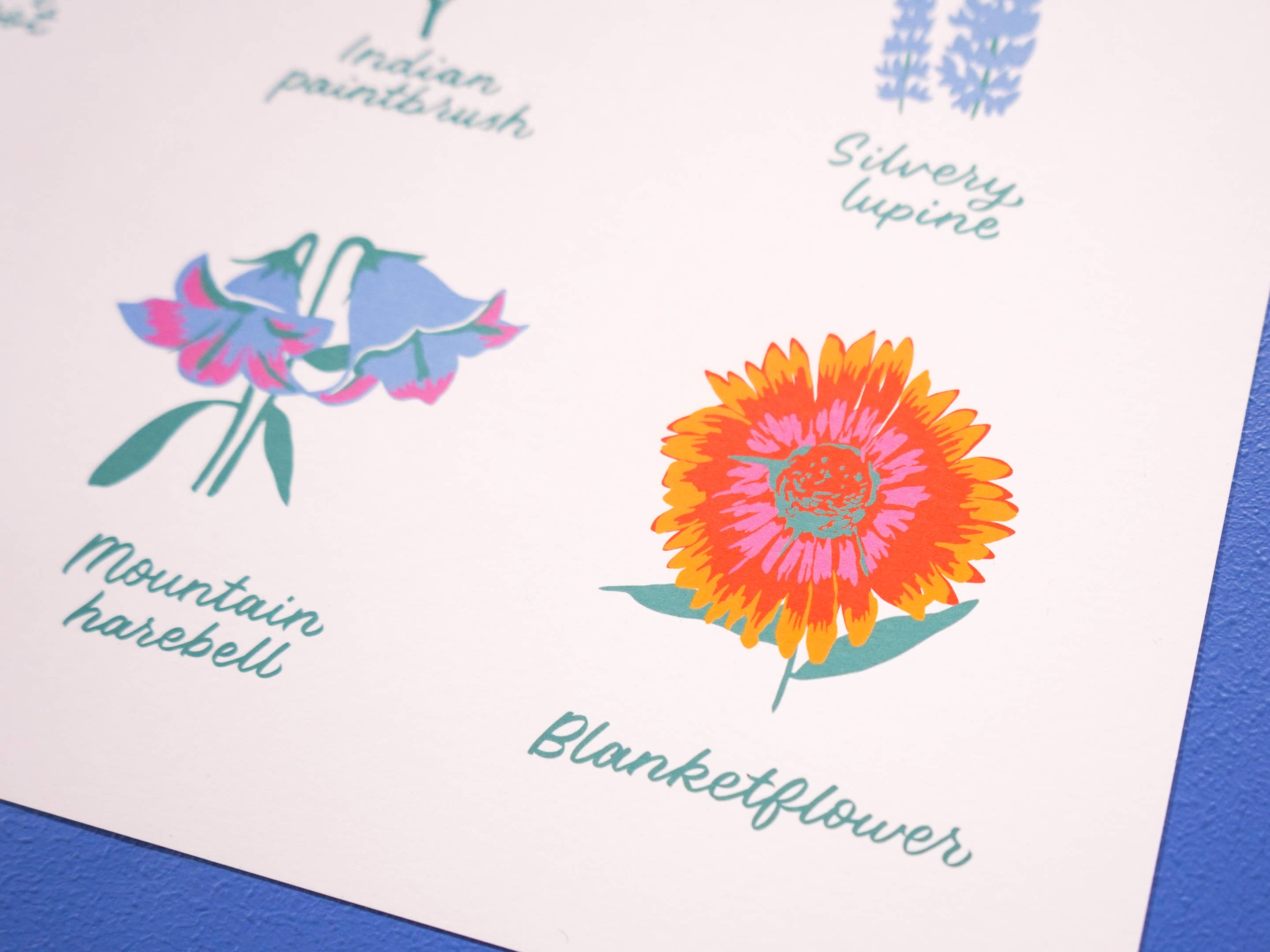 Little Known Goods - Wholesale Art Print - Colorado Wildflowers Print3