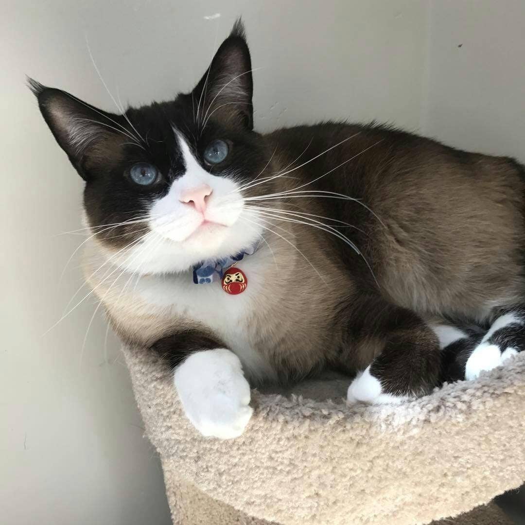 MOON-X USA, INC. – coleira - Gato por atacado – Gola de Gato Daruma Charm com Gravata Bow (Azul)7