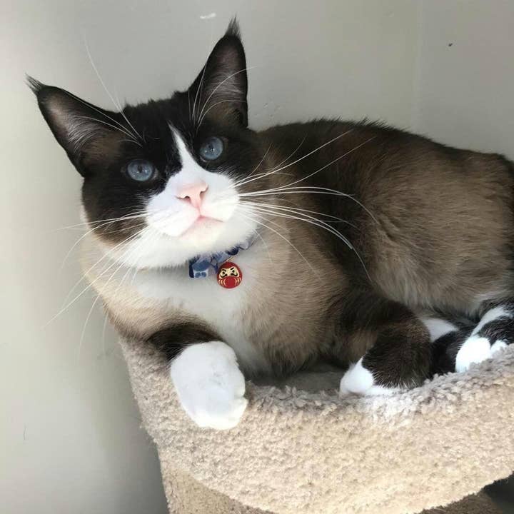 MOON-X USA, INC. – coleira - Gato por atacado – Gola de Gato Daruma Charm com Gravata Bow (Azul)7