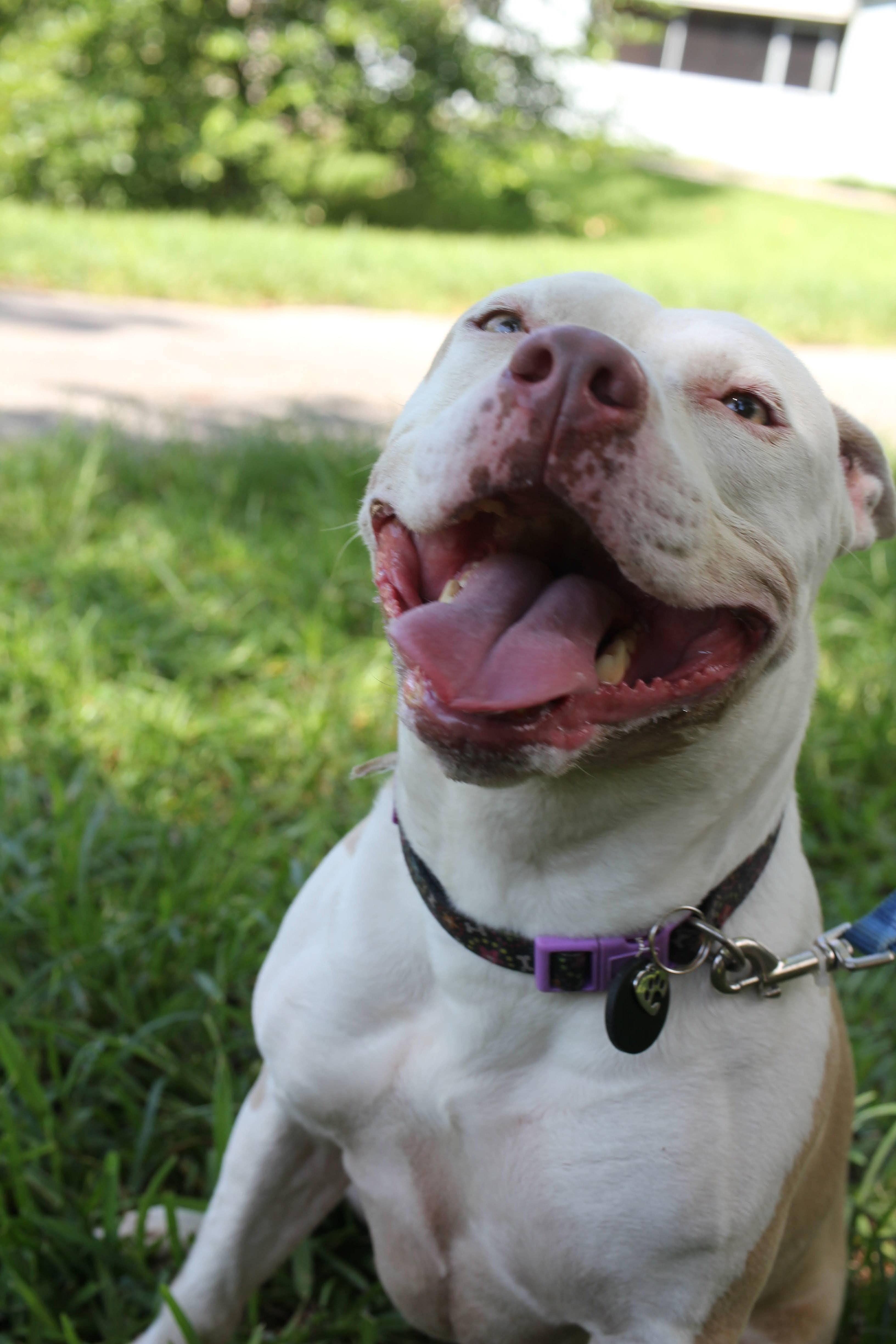 Karelia Creations – wholesale Halsbandsberlock - Katt och hund – Halsbandshänge i shungit för stora XL-hundar | EMF-skydd9