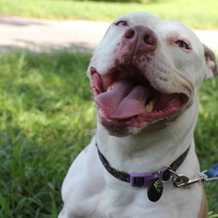 Karelia Creations – wholesale Halsbandsberlock - Katt och hund – Halsbandshänge i shungit för stora XL-hundar | EMF-skydd9