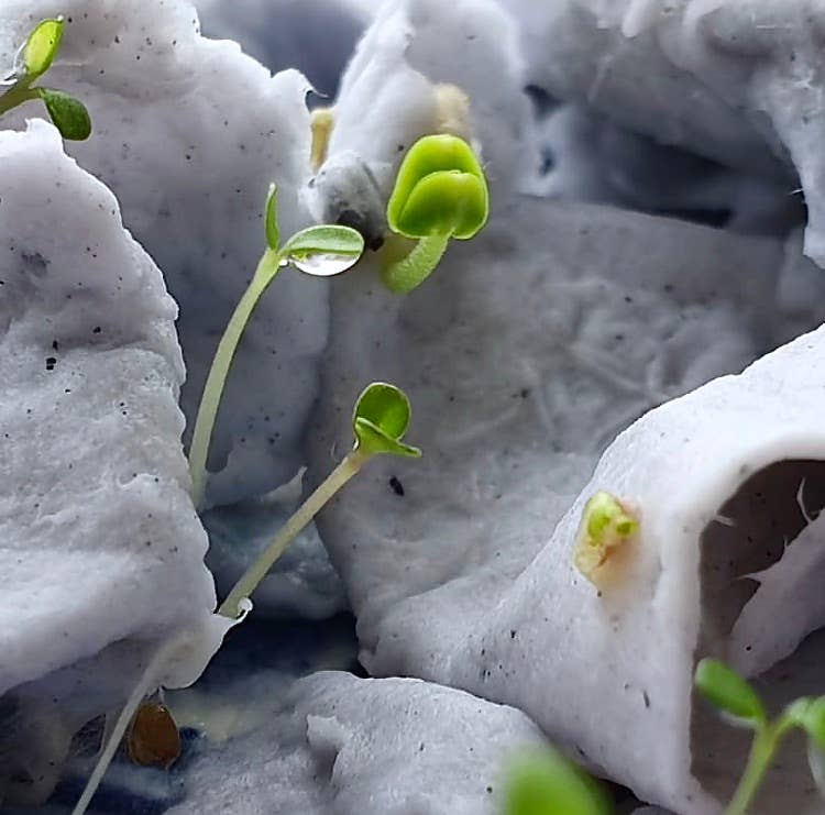 BLOOM your message - Wholesale Zaadjes voor platten - Plantbare groeikaarten (set) Met groenten- en kruidenzaadjes10