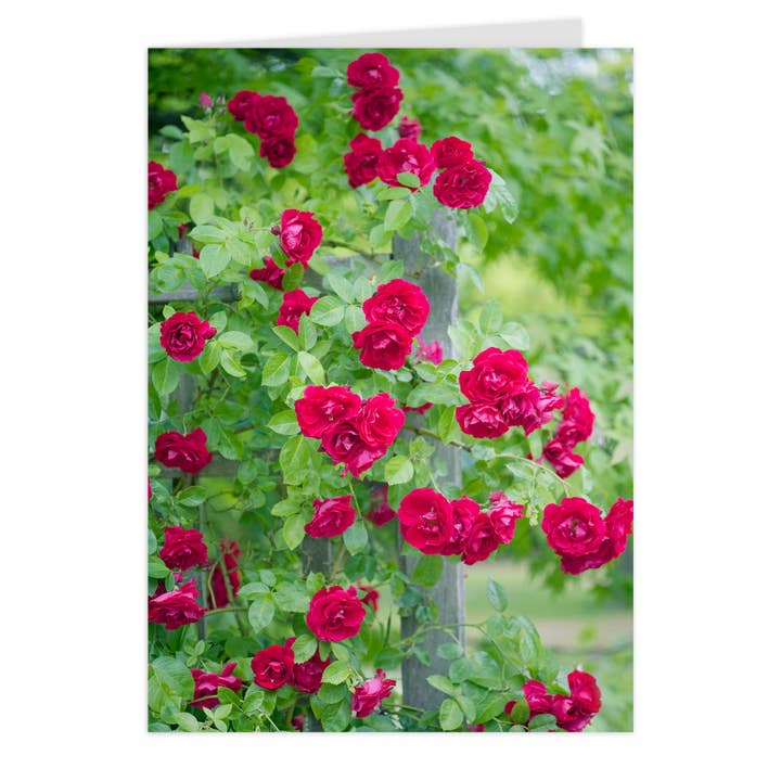 Vikbart "Rose Flammentanz" för wholesale av paruspaper. nutzfeine papeterie