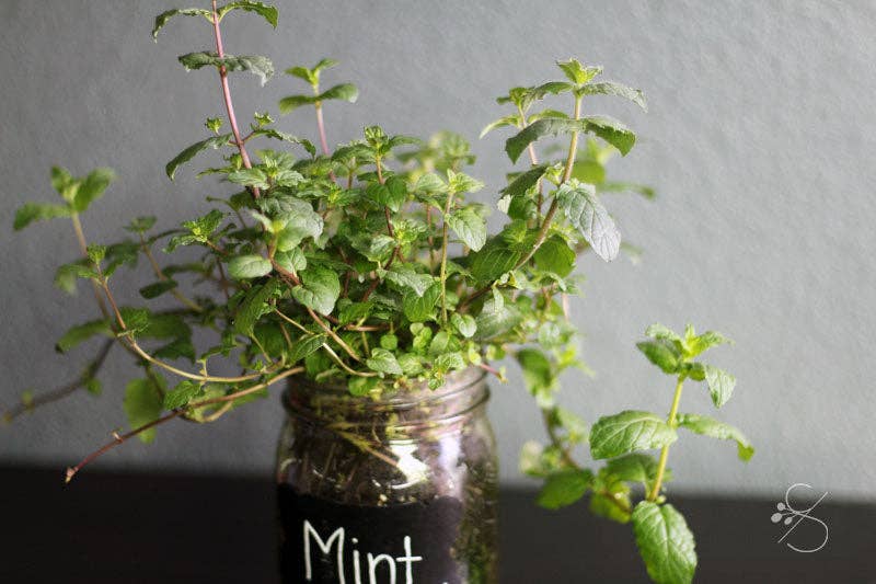 Coco and Seed - Wholesale Plant Seeds - Mason Jar Indoor Herb Garden Supplies Kit with jar5