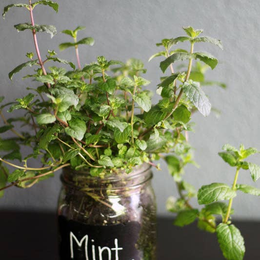 Coco and Seed - Wholesale Plant Seeds - Mason Jar Indoor Herb Garden Supplies Kit with jar5