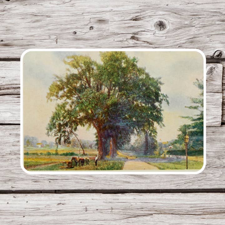 NatureCuts - Wholesale Sticker - Oak Tree Sticker, Botanical Sticker, Tree Sticker0