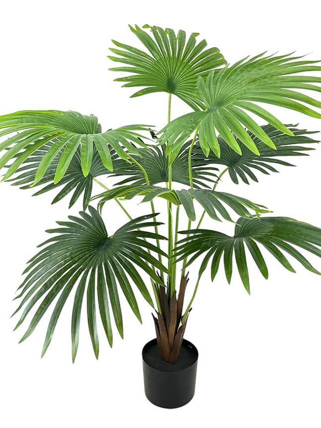 PALM PLANT X1, 100cm for wholesale by Aguilar Málaga