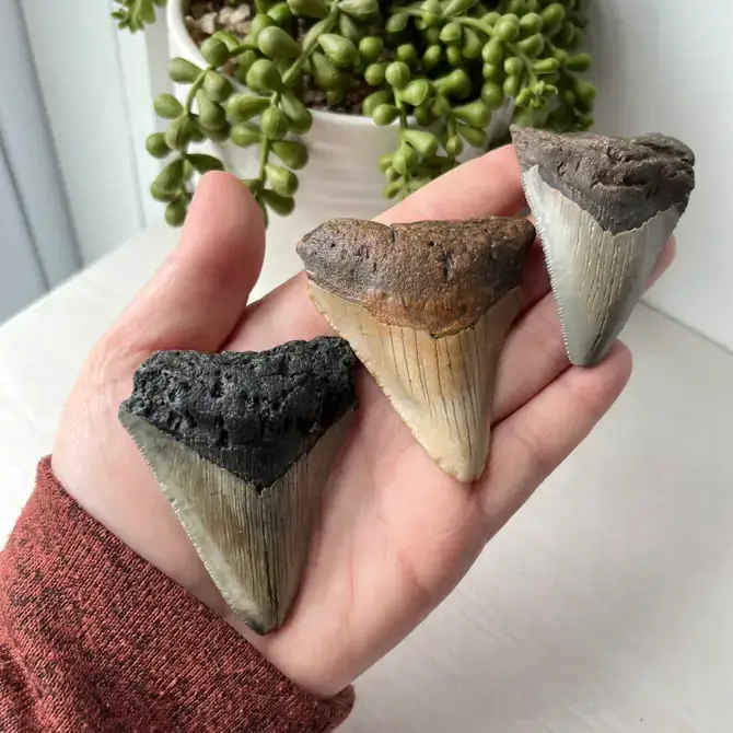 Sunburst Trading - Wholesale Decorative Tabletop Object - Fossilized Megalodon Tooth 1