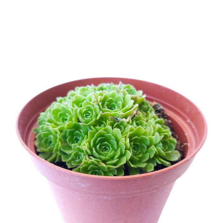 Best Plant Friend - Wholesale Succulent - Rosularia Platyphylla Succulent 2"/ 4" Pot, Mini Rosettes2